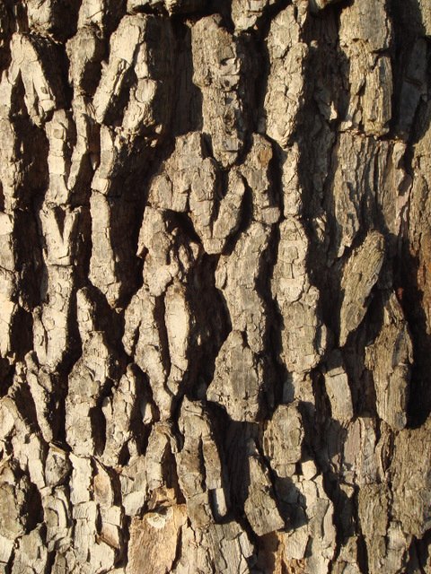 Diospyros kaki ecorce